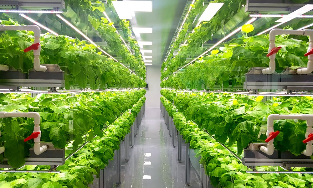 Indoor farming companies: Can they be successful?
