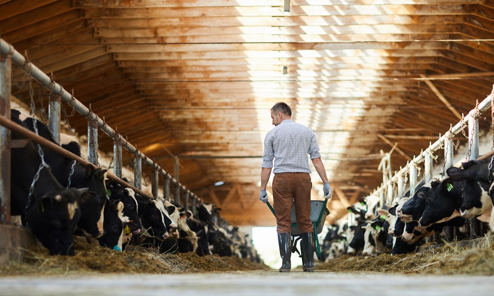 Webinar recap: 5 issues in the dairy industry ag lenders need to know