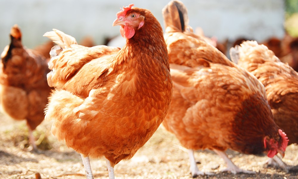 Webinar Recap: Insights for lenders on HPAI: What are the risks and mitigations for poultry producers?
