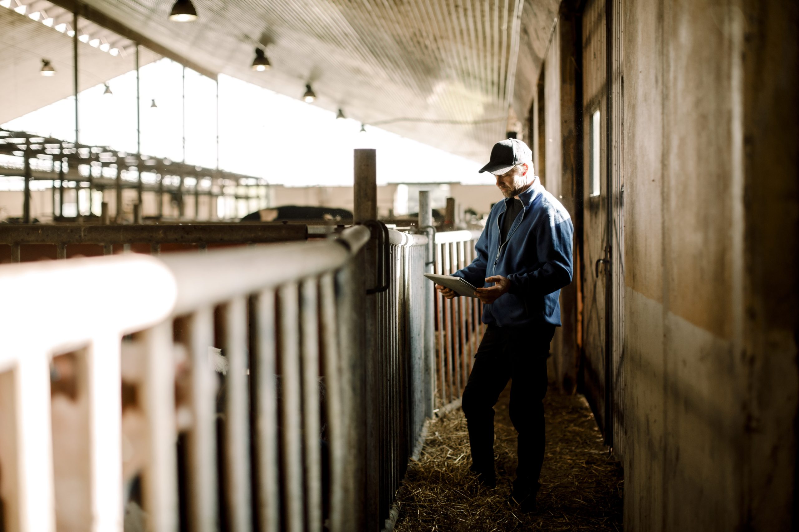 Farmer using an iPad in a dairy barn