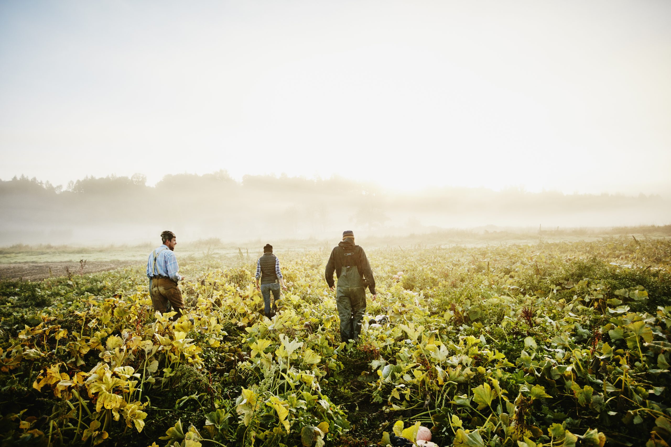 farm workers walking through squash field at sunrise