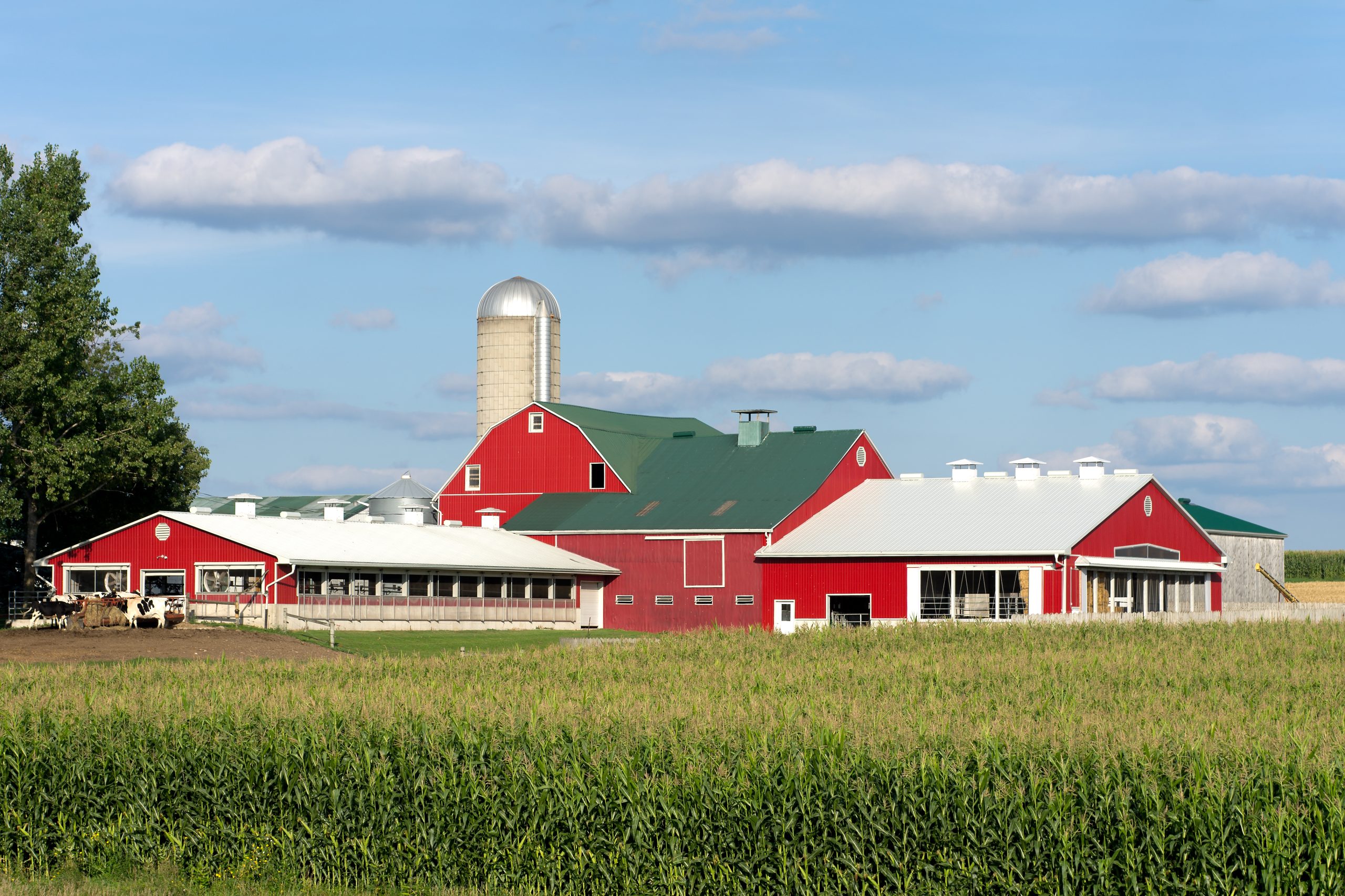 barn, farming operation, corn field